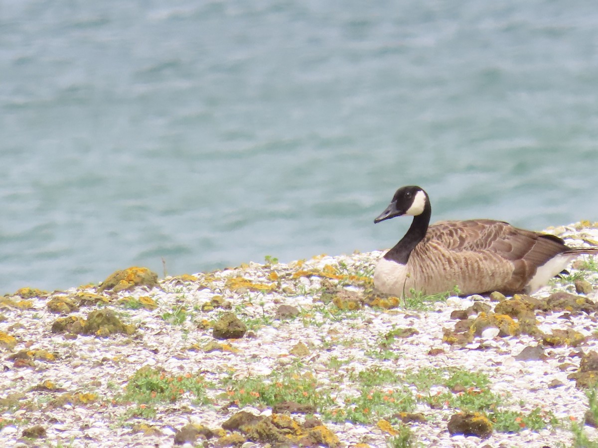 Kanada Kazı - ML649326048