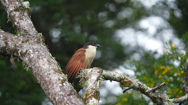 Burchell Kukalı - ML649326434