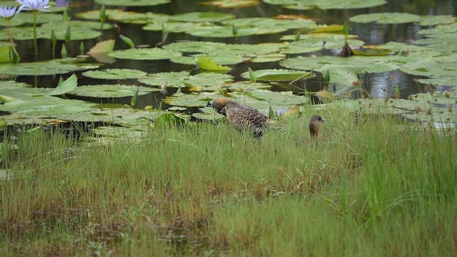 Ahate bizkarzuria - ML649326457