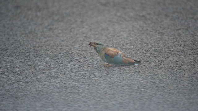 Rollier d'Europe - ML649326475