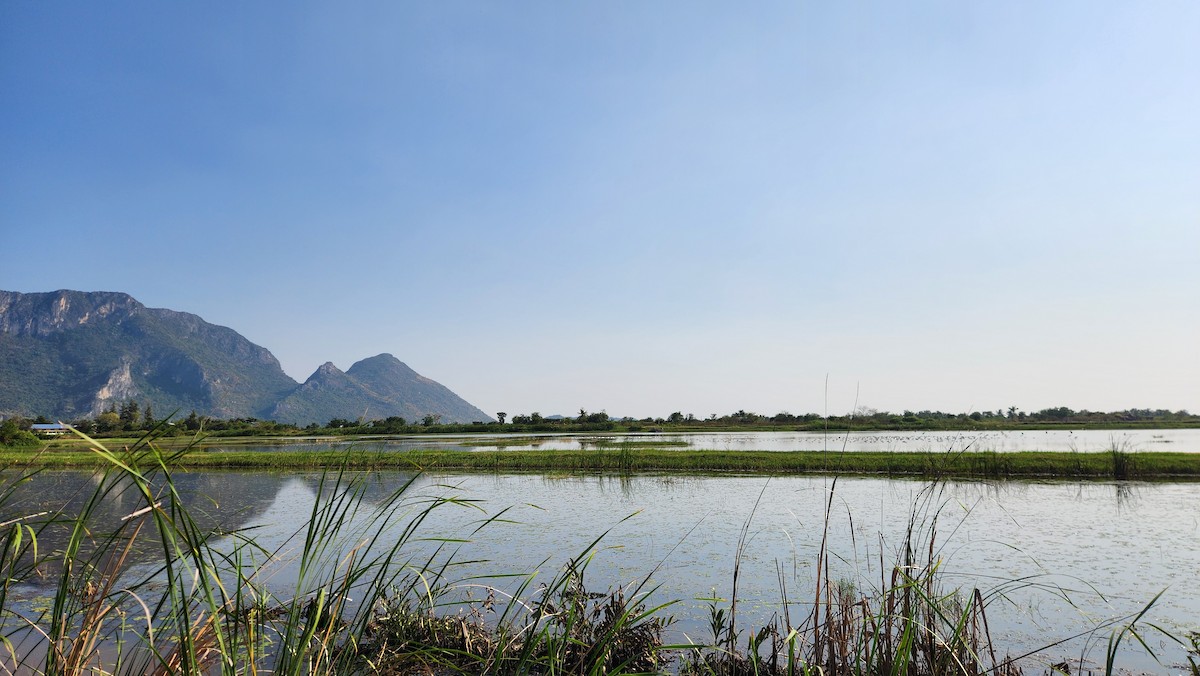 Garganey - ML649326839