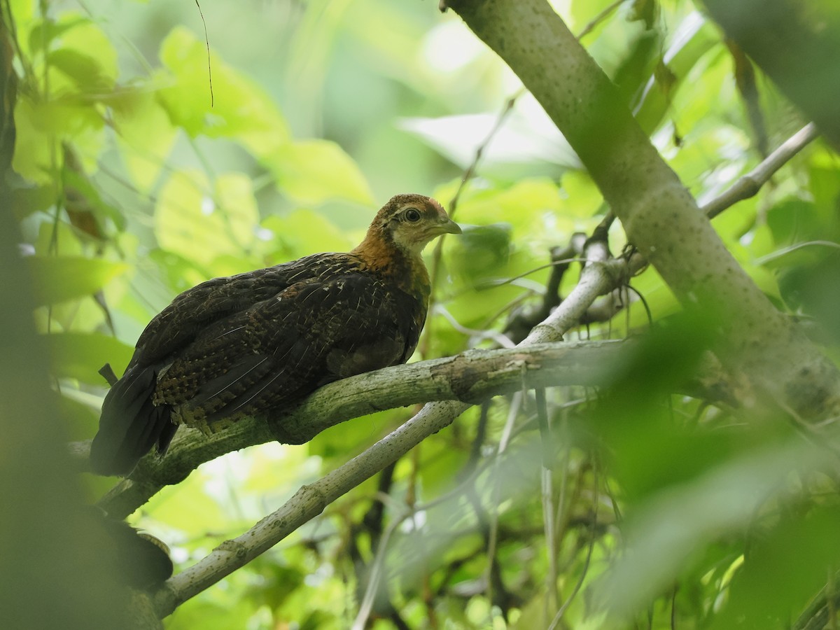 紅原雞 - ML649327014