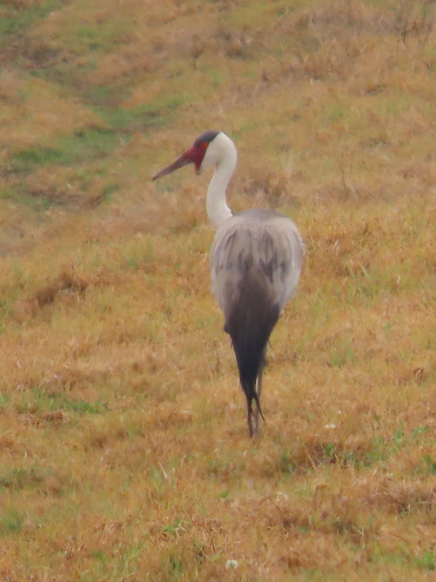 ホオカザリヅル - ML649327015