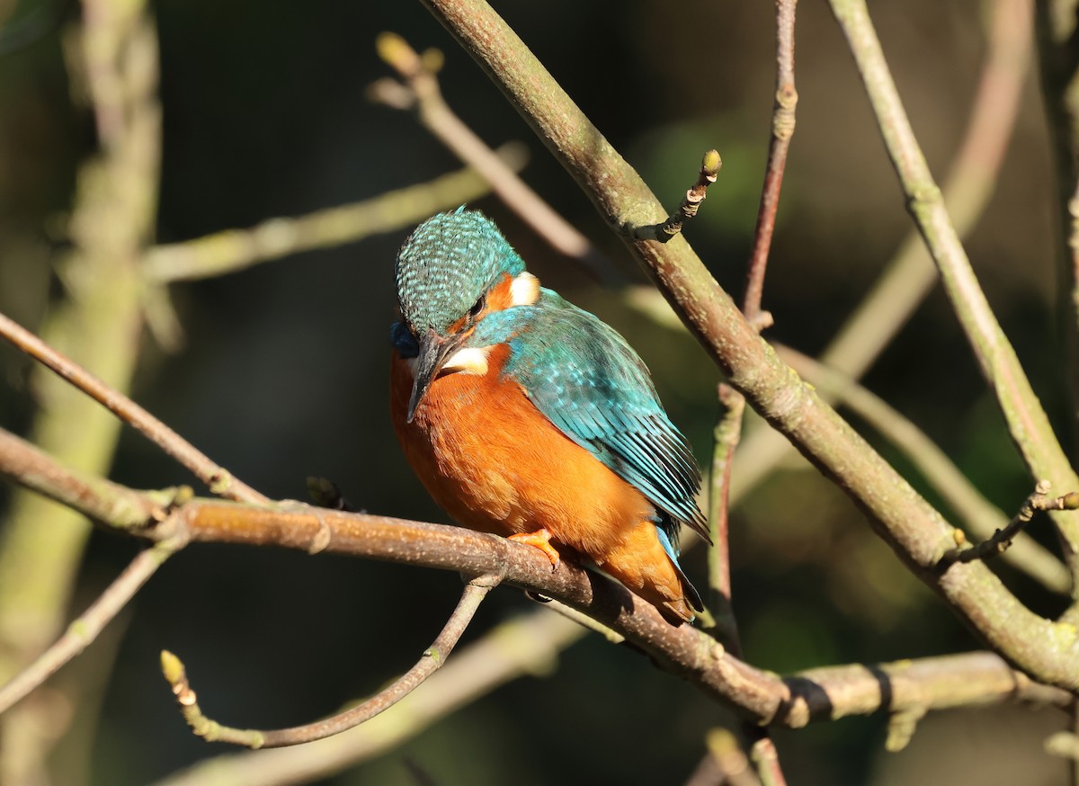 Common Kingfisher - ML649327101