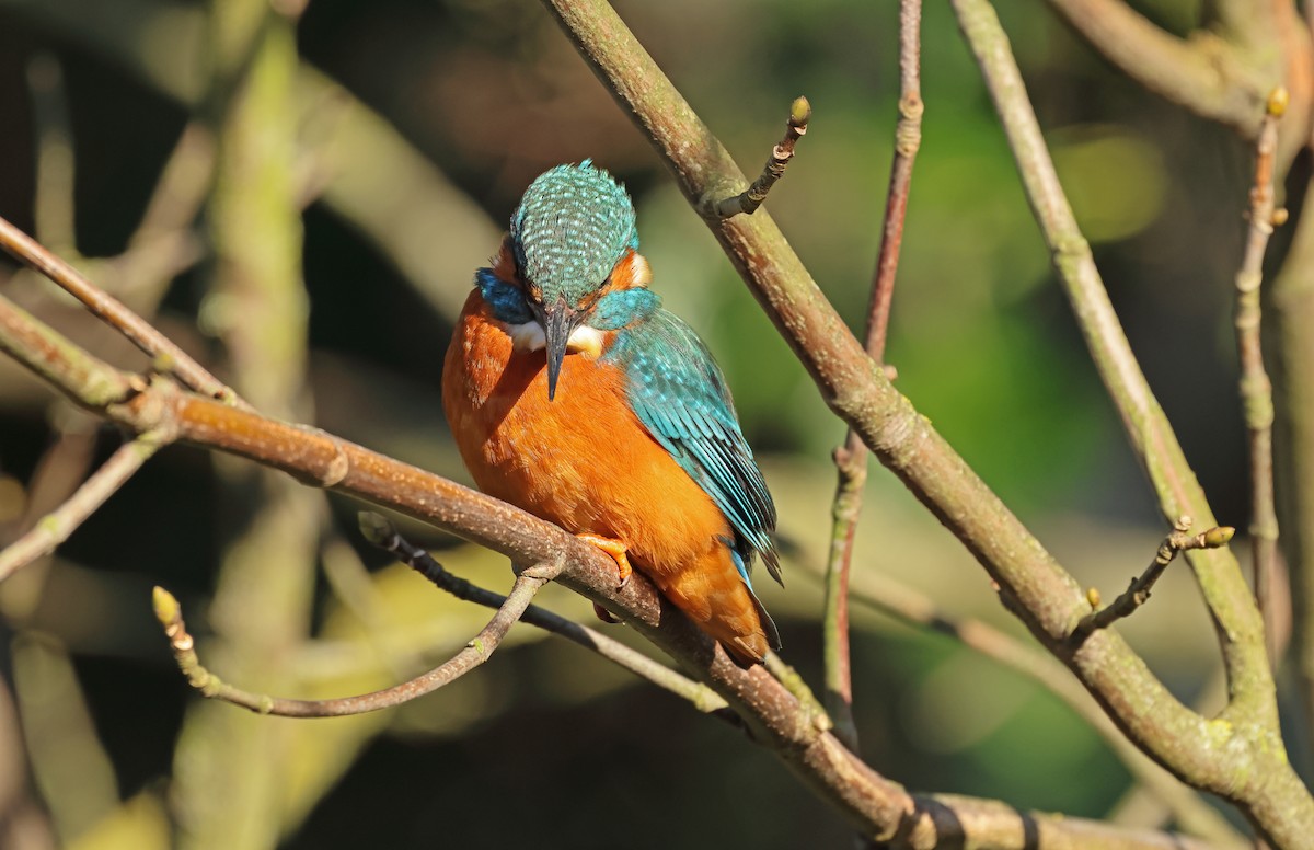 Common Kingfisher - ML649327102