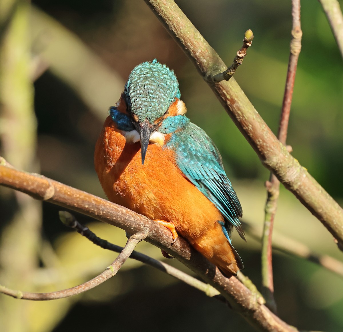 Common Kingfisher - ML649327103