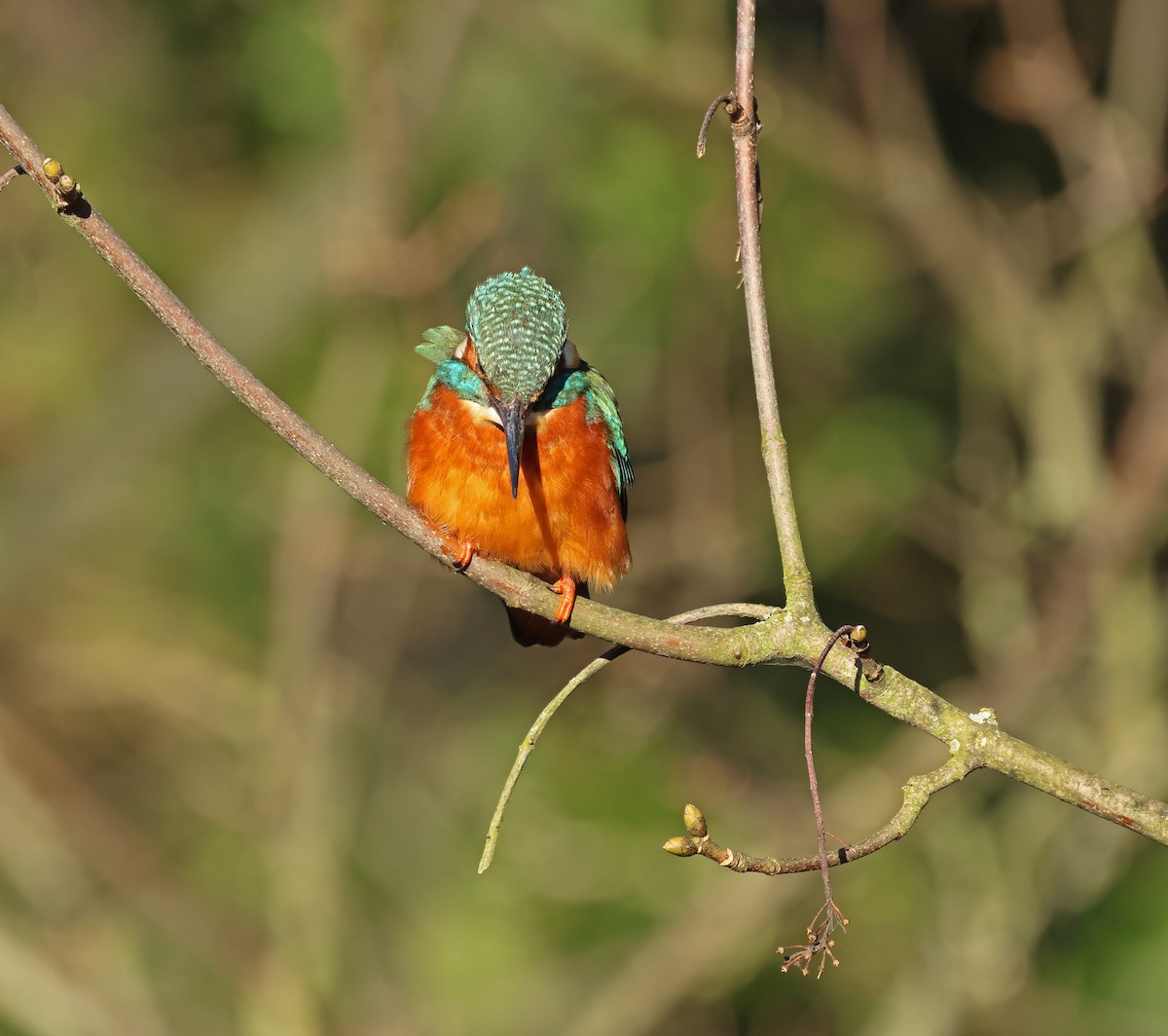 Common Kingfisher - ML649327104