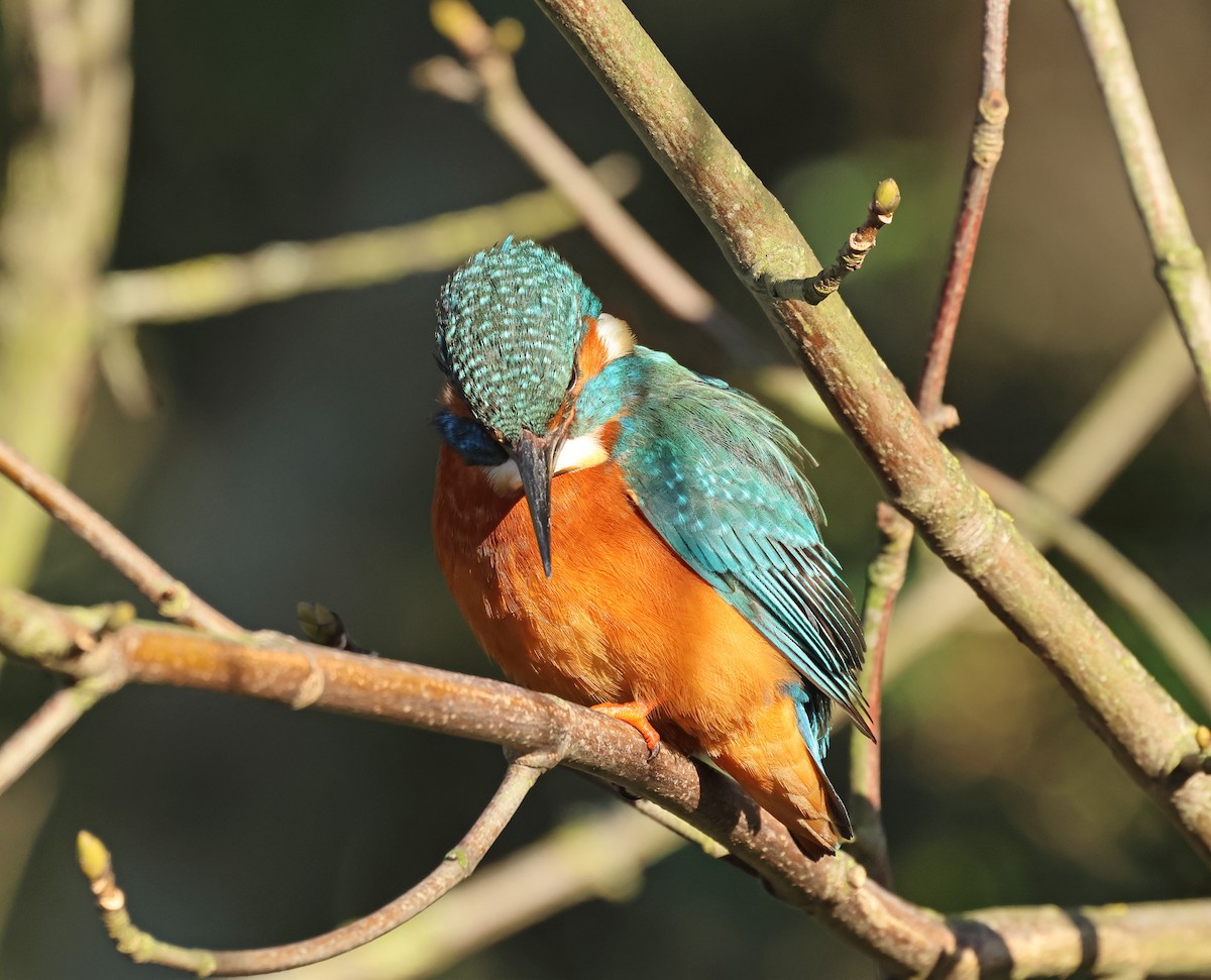 Common Kingfisher - ML649327105