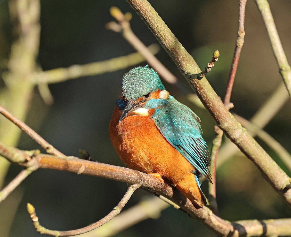 Common Kingfisher - ML649327106