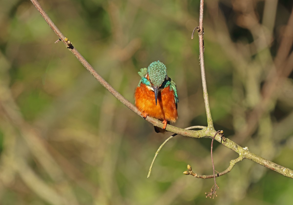 Common Kingfisher - ML649327107