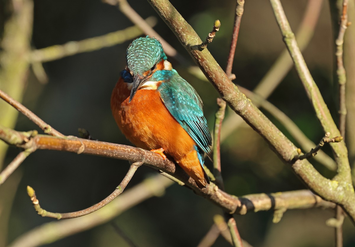 Common Kingfisher - ML649327108