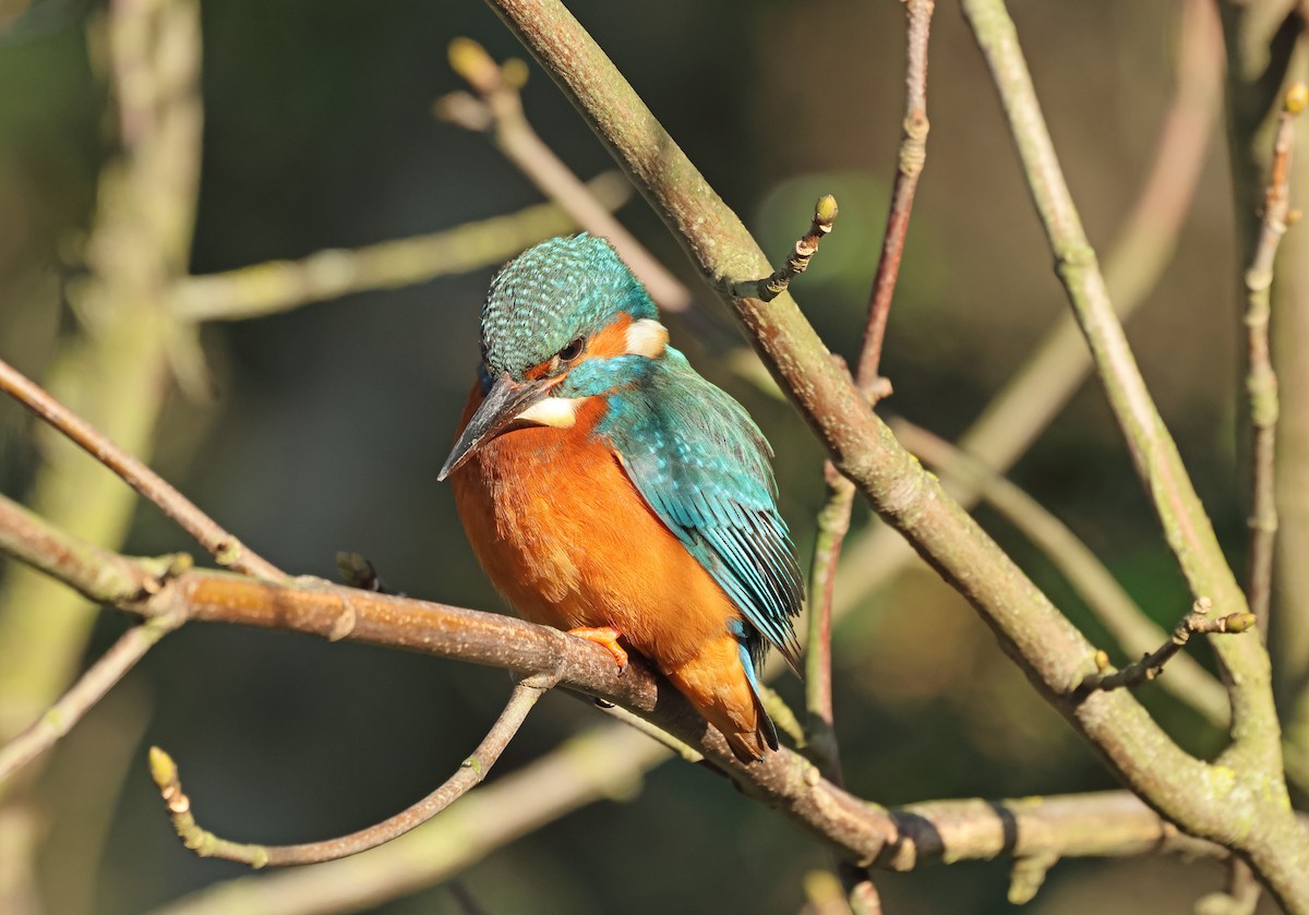 Common Kingfisher - ML649327110