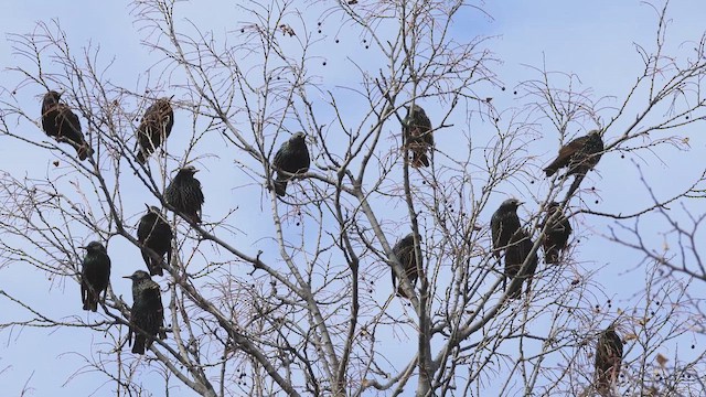 European Starling - ML649327169