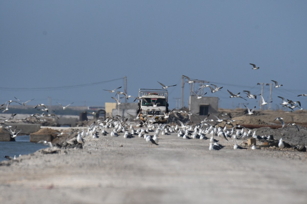 Мартиновий sp. - ML649327447