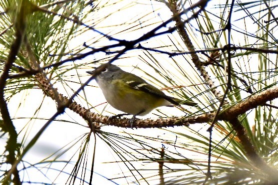 Graukopfvireo - ML649327469