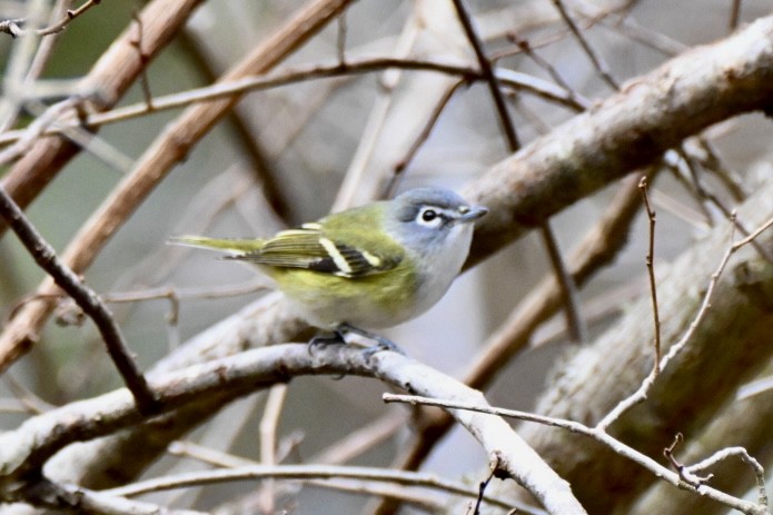 Graukopfvireo - ML649327470