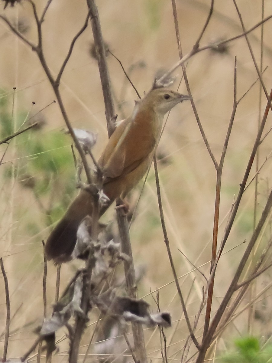 ウチワセッカ - ML649327931