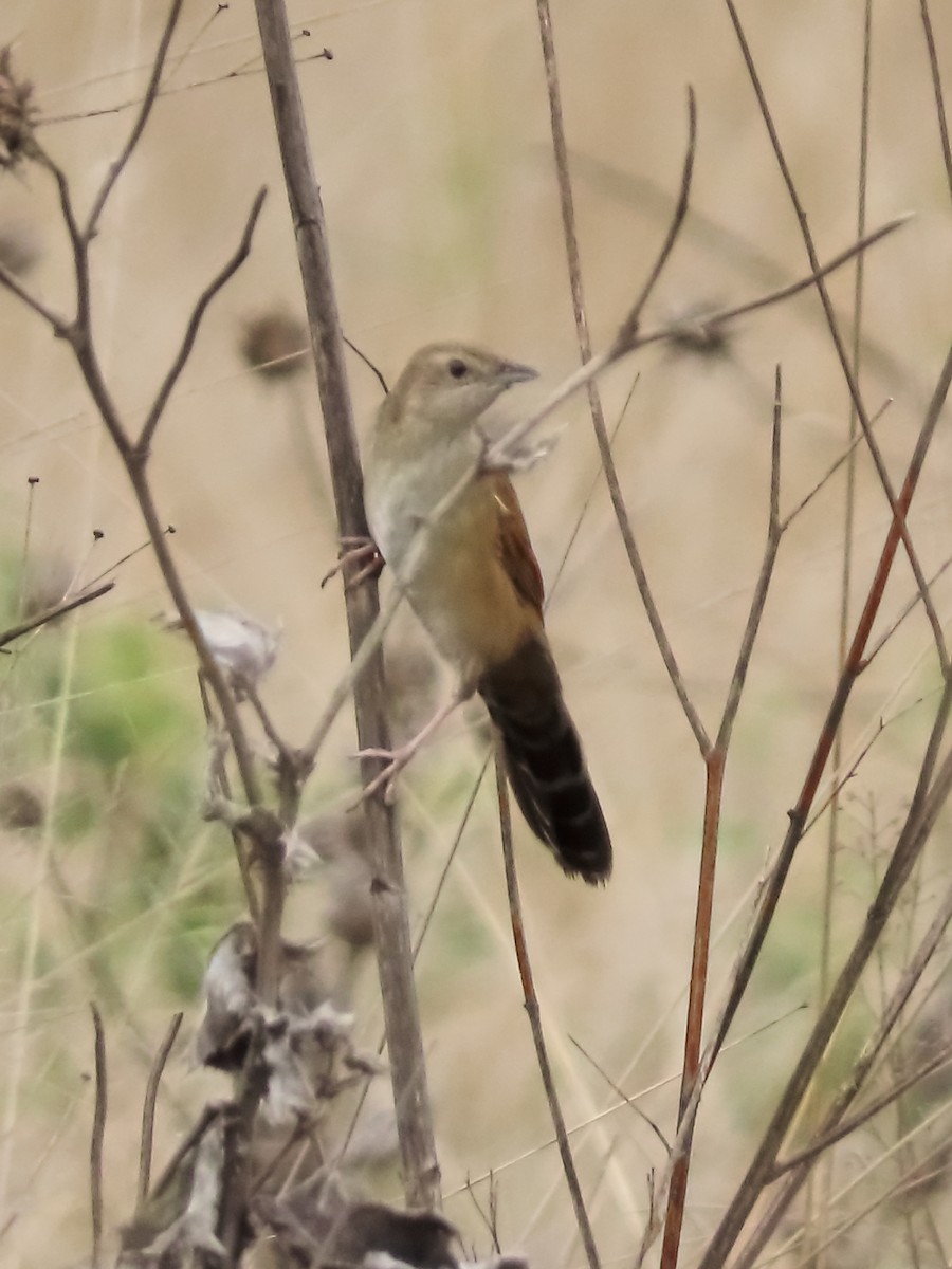 ウチワセッカ - ML649327932