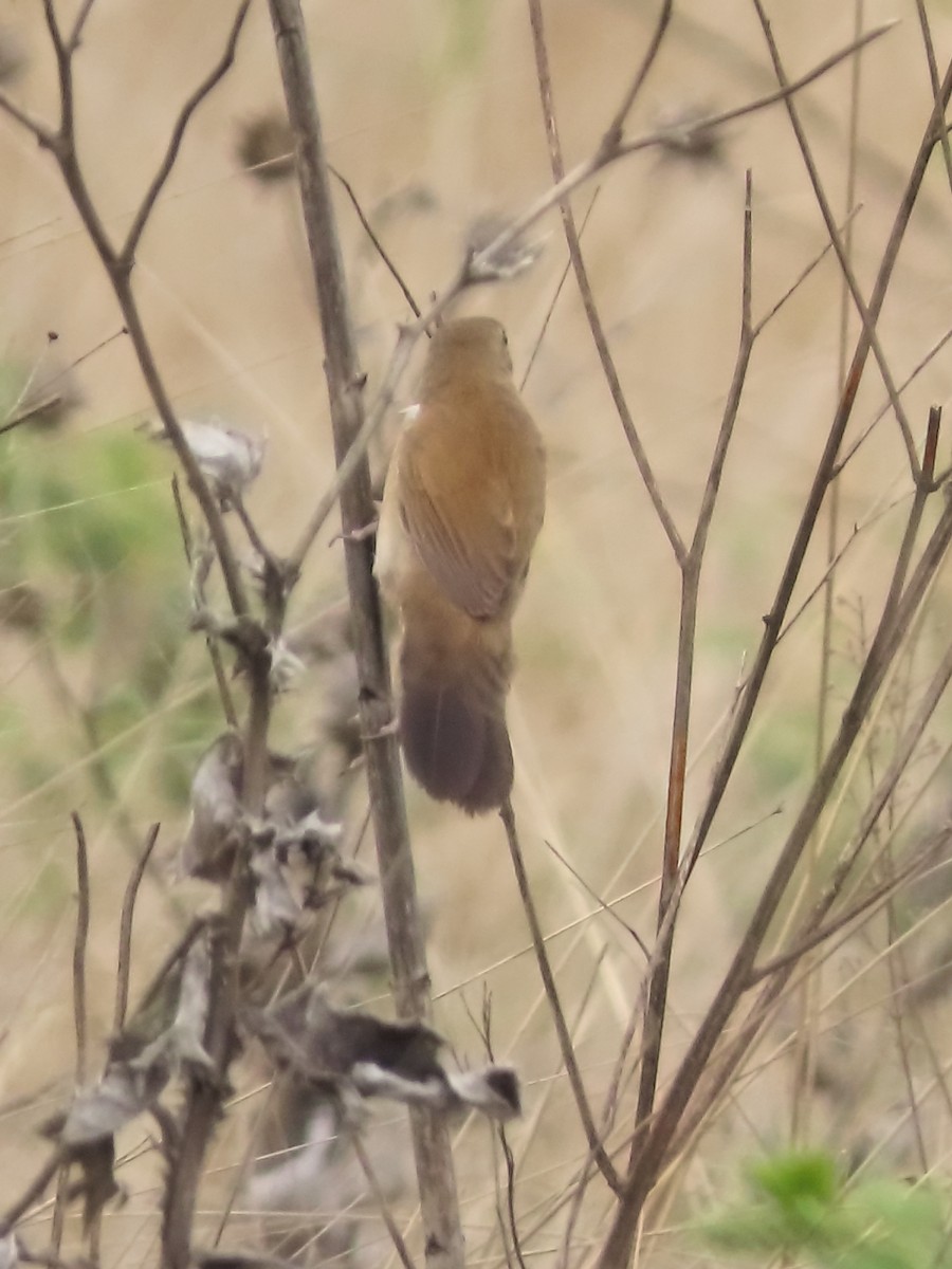 ウチワセッカ - ML649327934