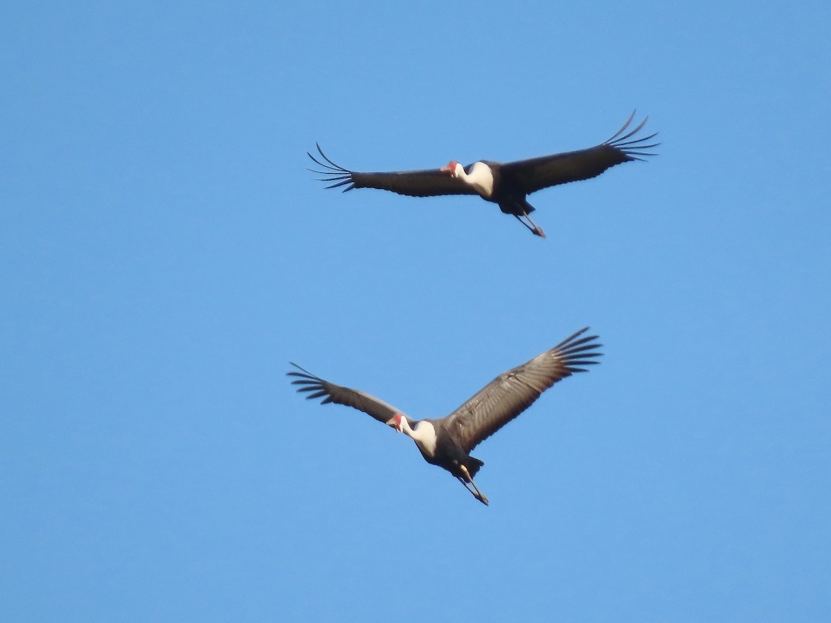 ホオカザリヅル - ML649328137