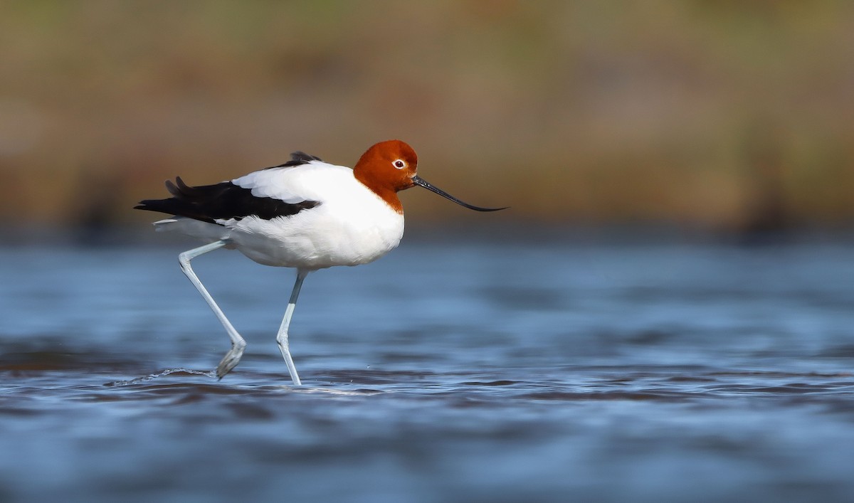 brunhodeavosett - ML649328276