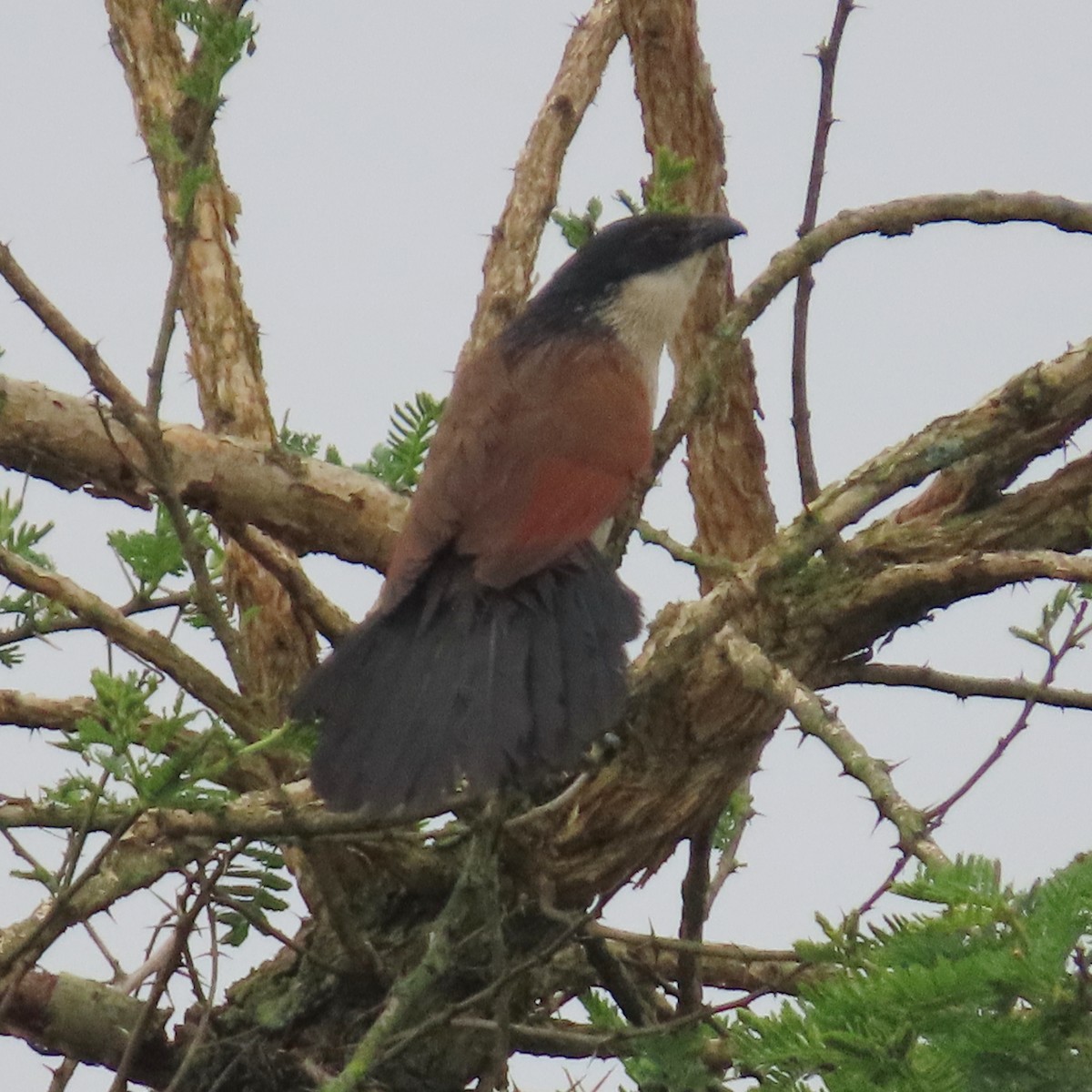 Burchell Kukalı - ML649328436