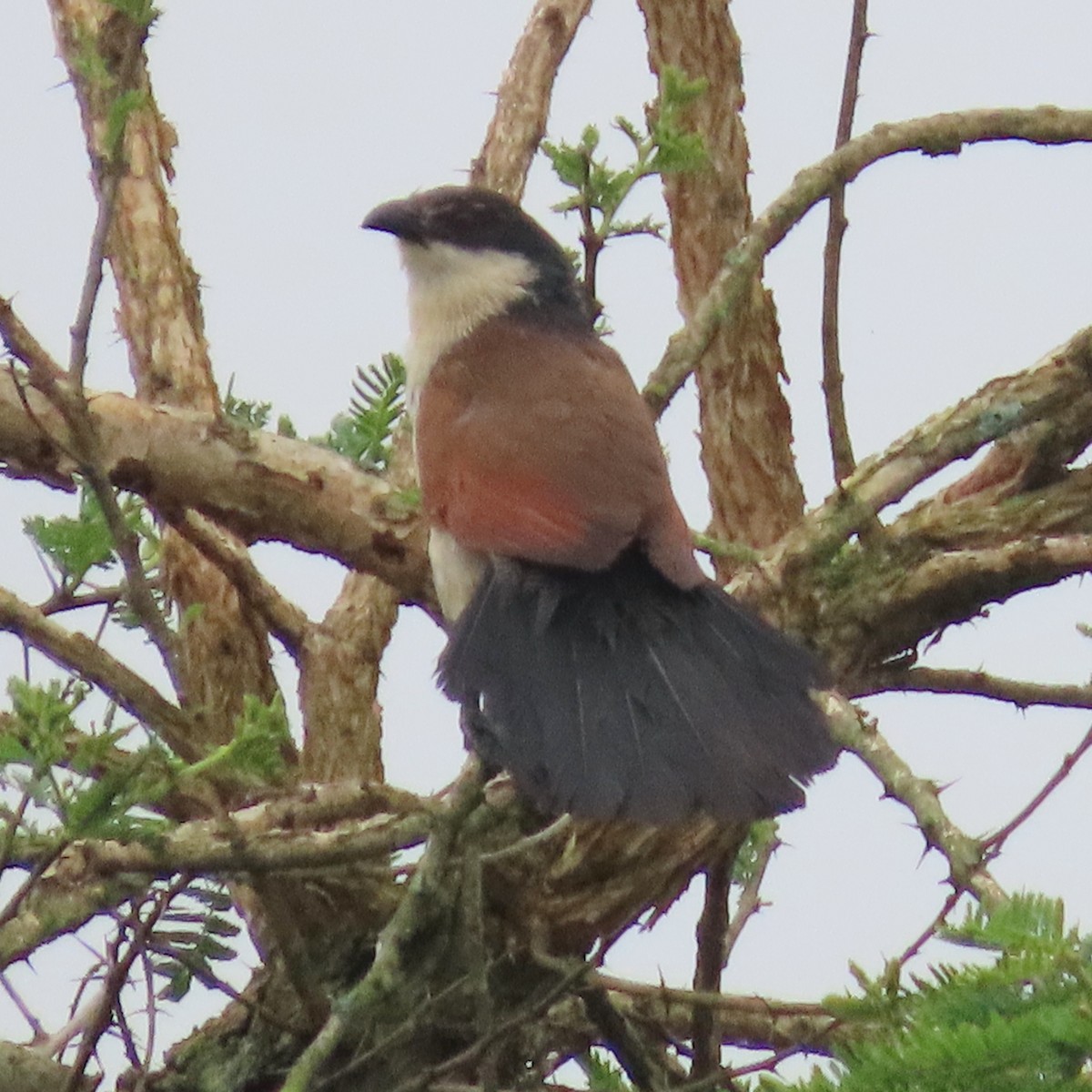 Burchell Kukalı - ML649328437