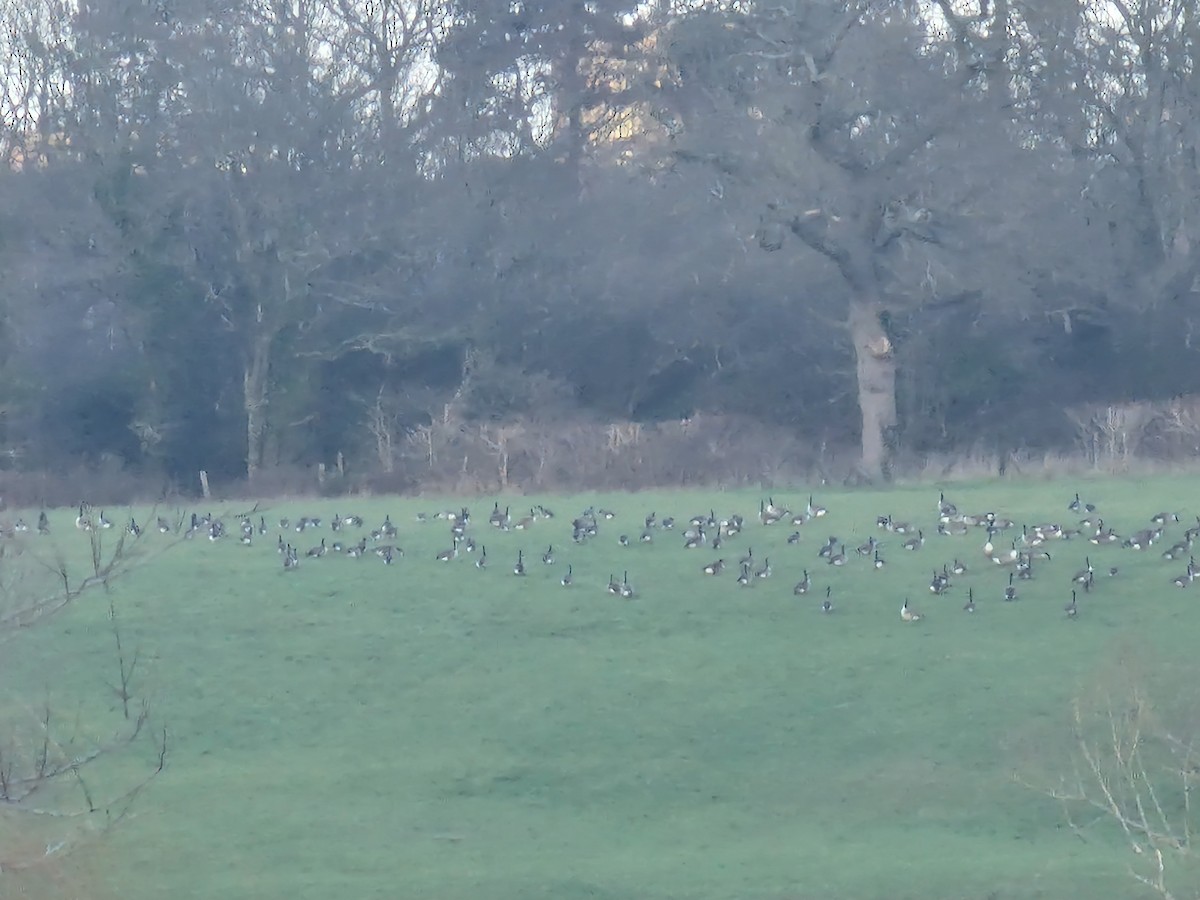 Kanada Kazı - ML649328466