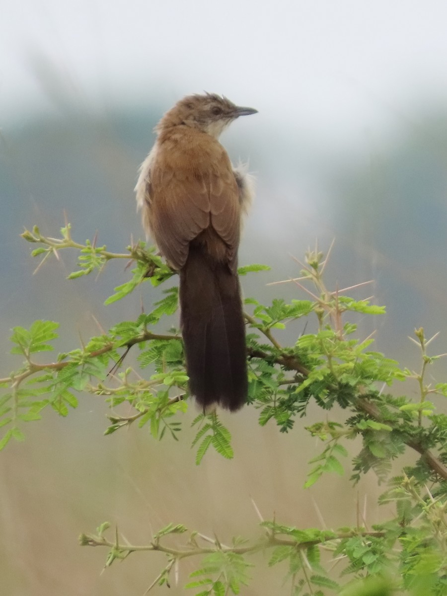 ウチワセッカ - ML649328706