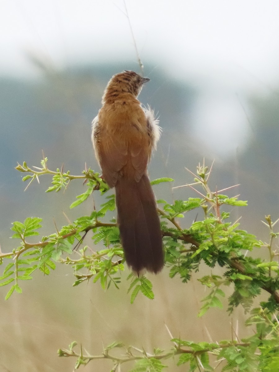 ウチワセッカ - ML649328720