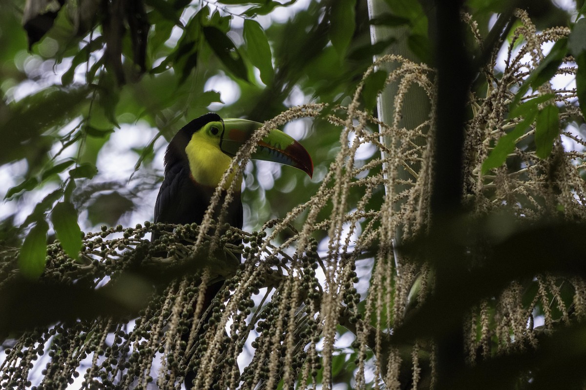 Тукан жовтогорлий - ML649328731