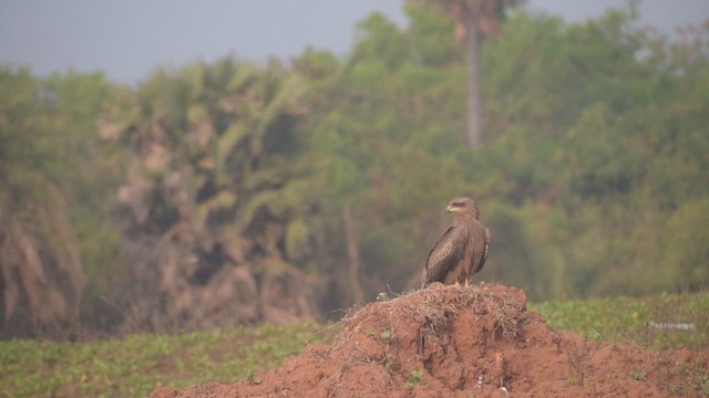 Black Kite - ML649328837