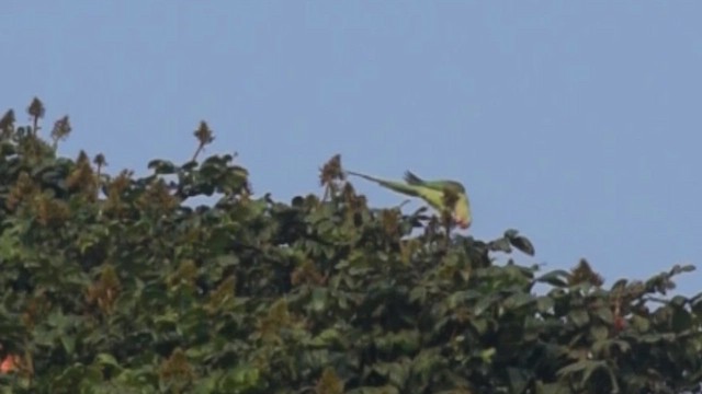 Alexandrine Parakeet - ML649328846