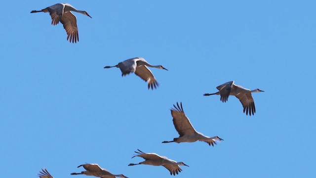 Sandhill Crane - ML649329035