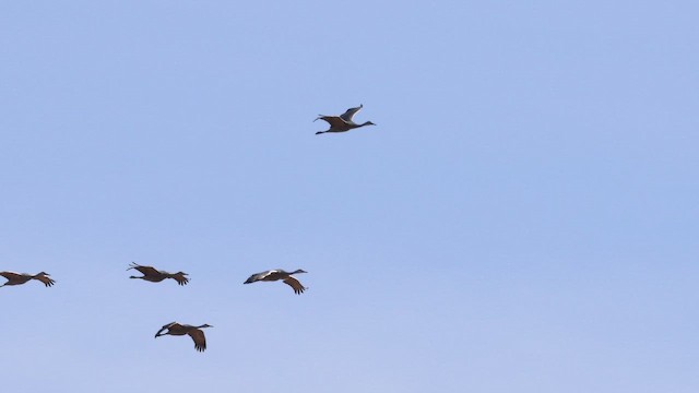 Sandhill Crane - ML649329037