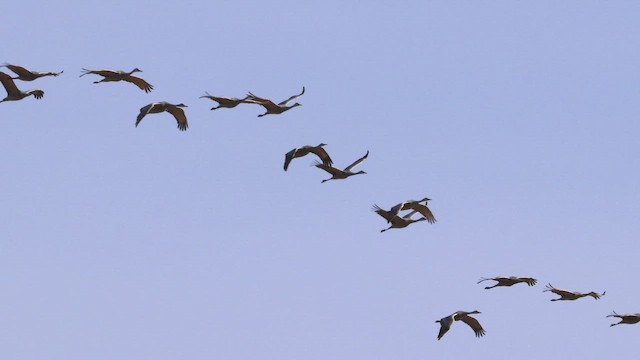 Sandhill Crane - ML649329038