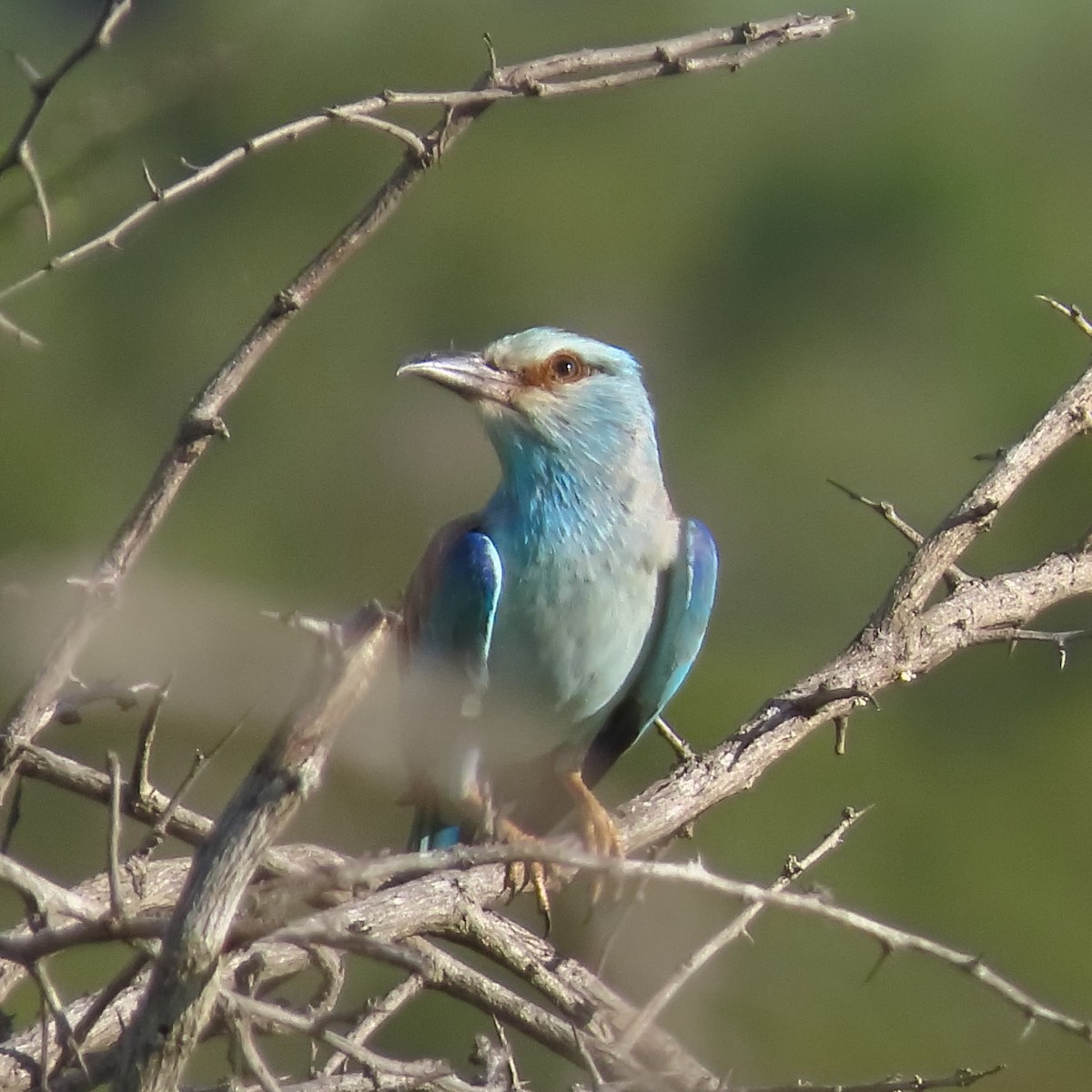 Rollier d'Europe - ML649329228