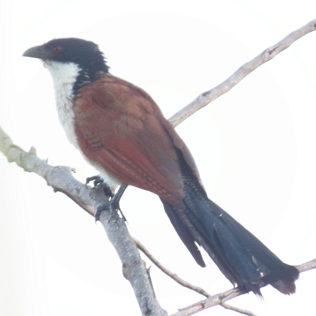 Burchell Kukalı - ML649329284