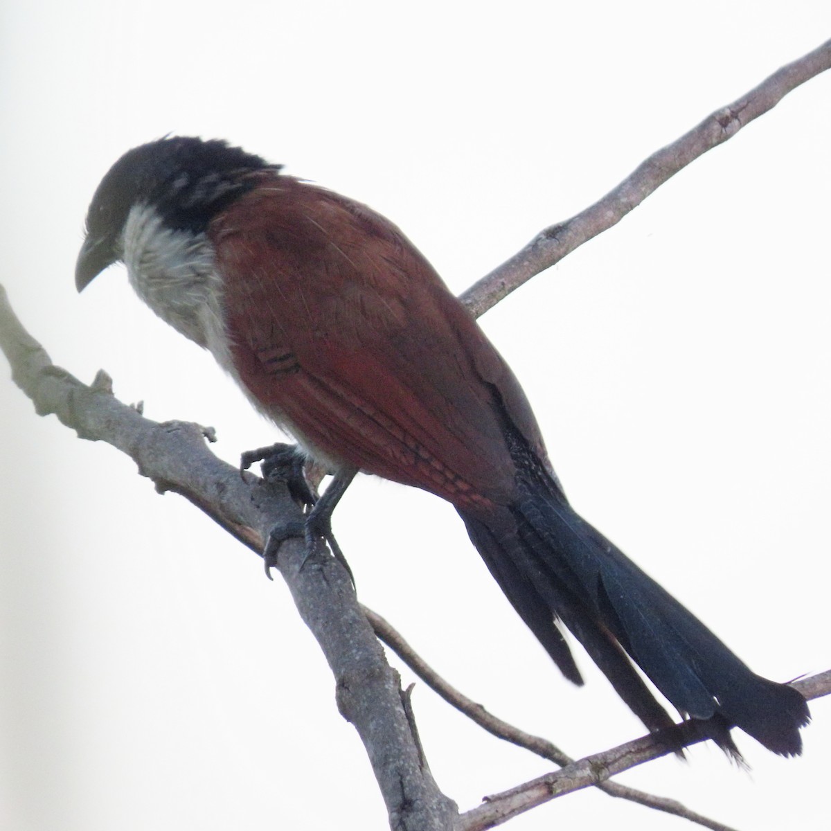 Burchell Kukalı - ML649329285