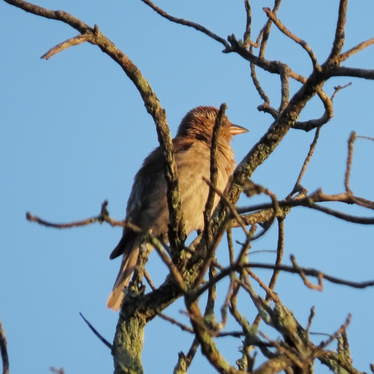 Moineau bridé - ML649329288