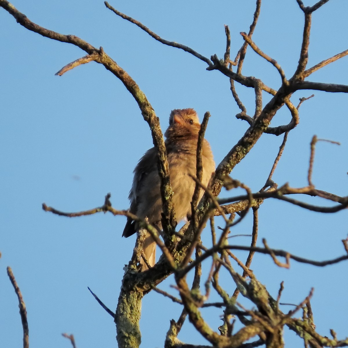 Moineau bridé - ML649329289