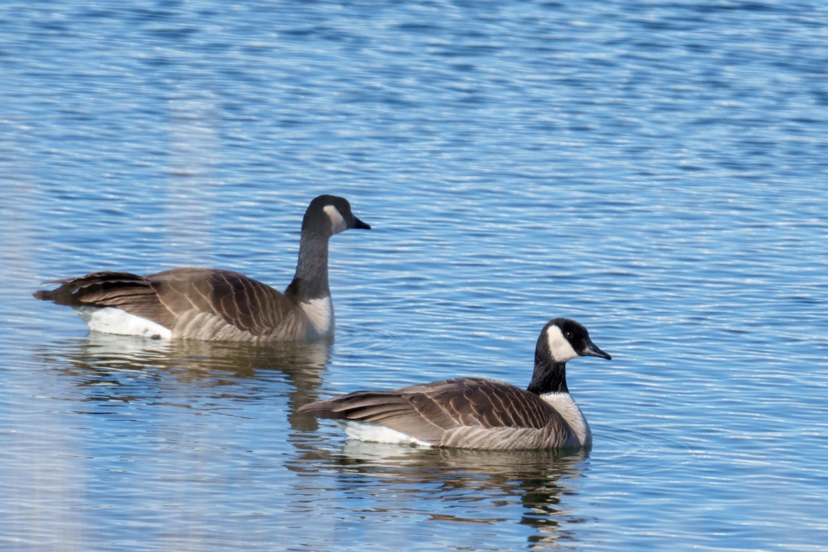 Kanada Kazı - ML649329295