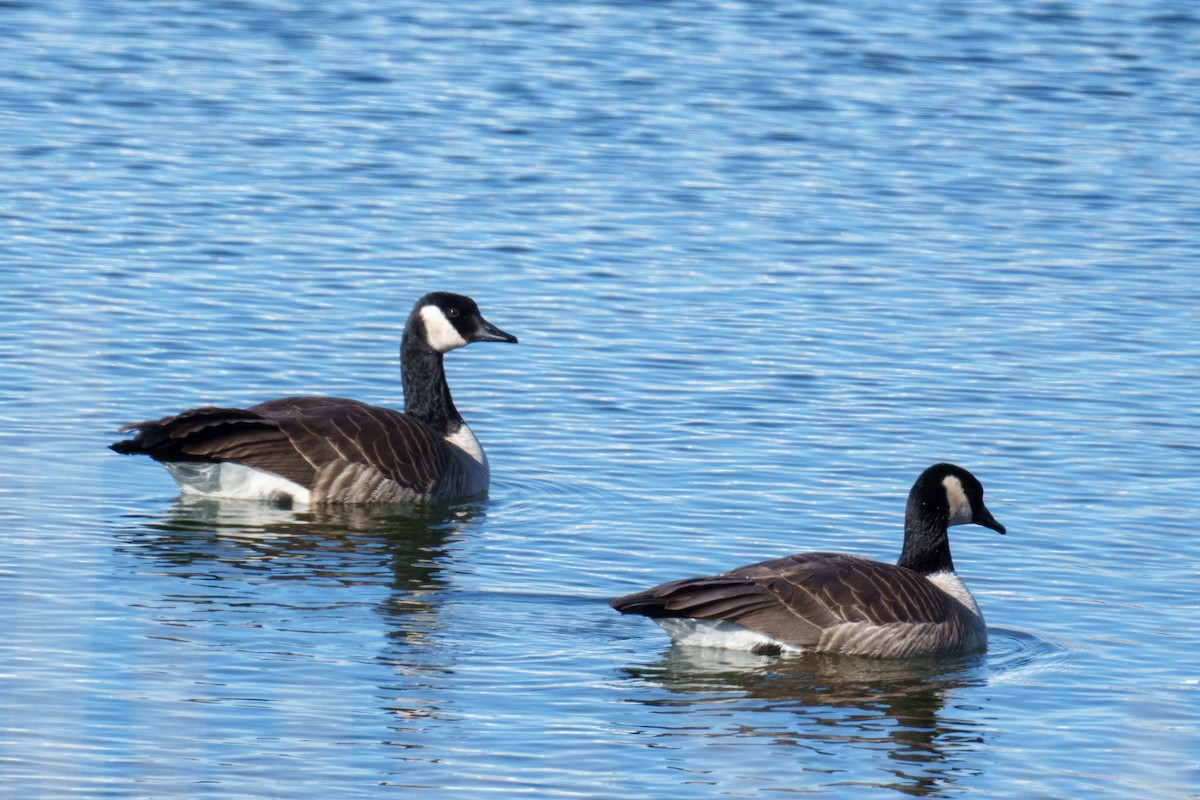 Kanada Kazı - ML649329296