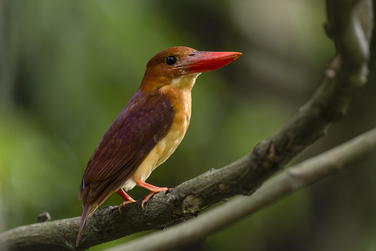 Ruddy Kingfisher - ML649329343