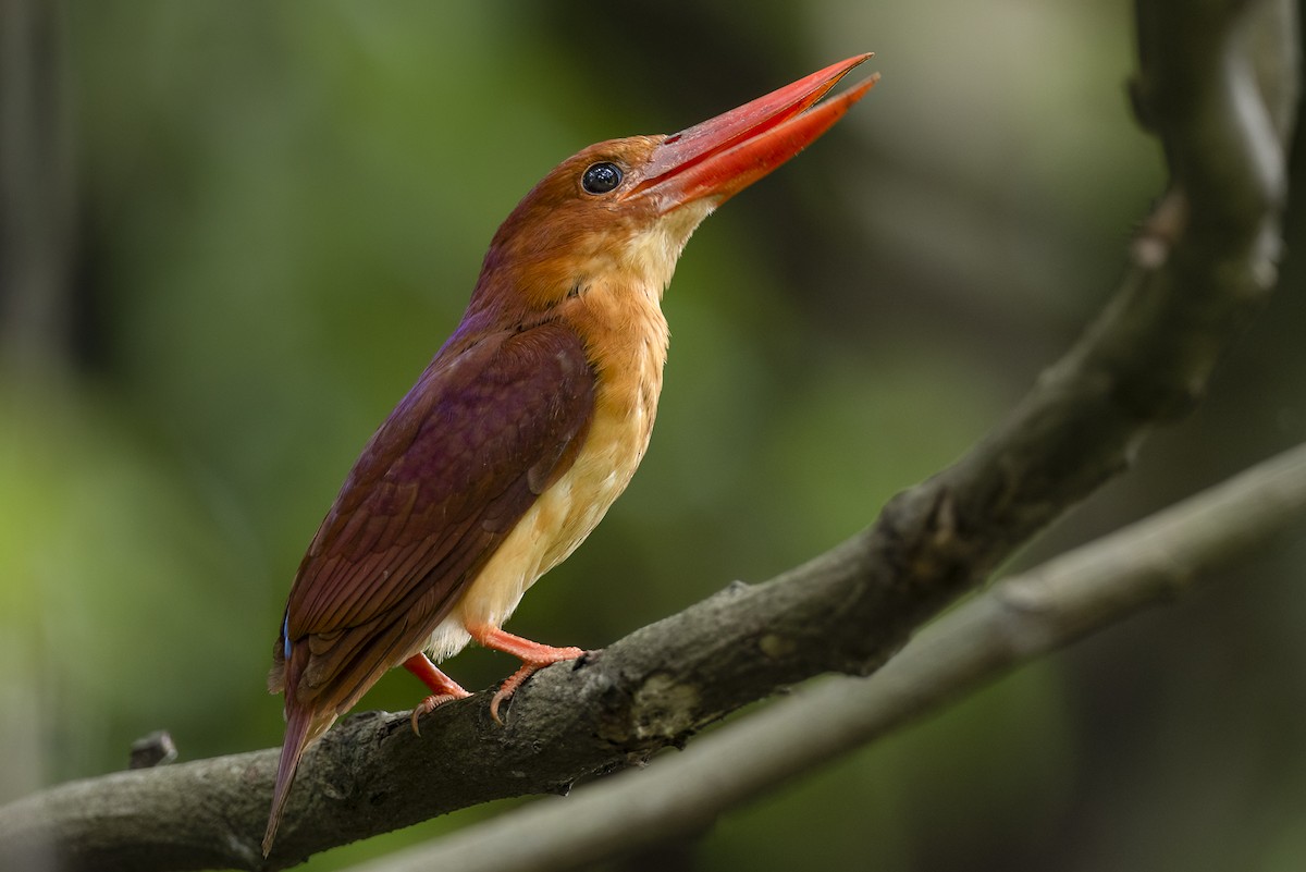 Ruddy Kingfisher - ML649329345