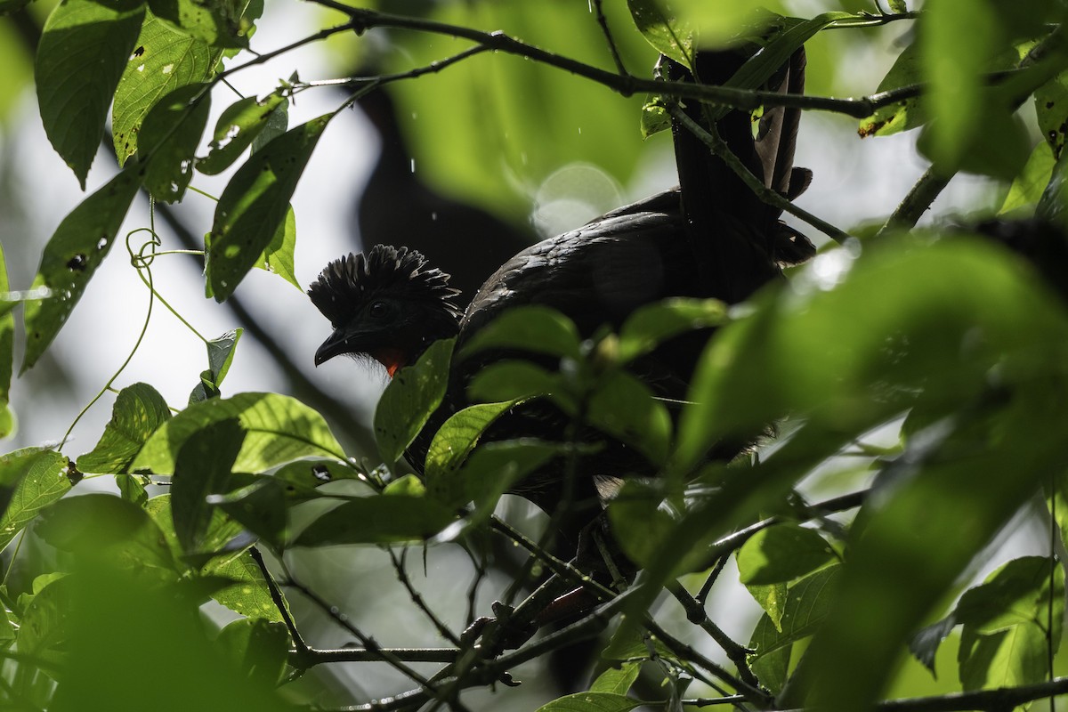 Пенелопа чубата - ML649329392