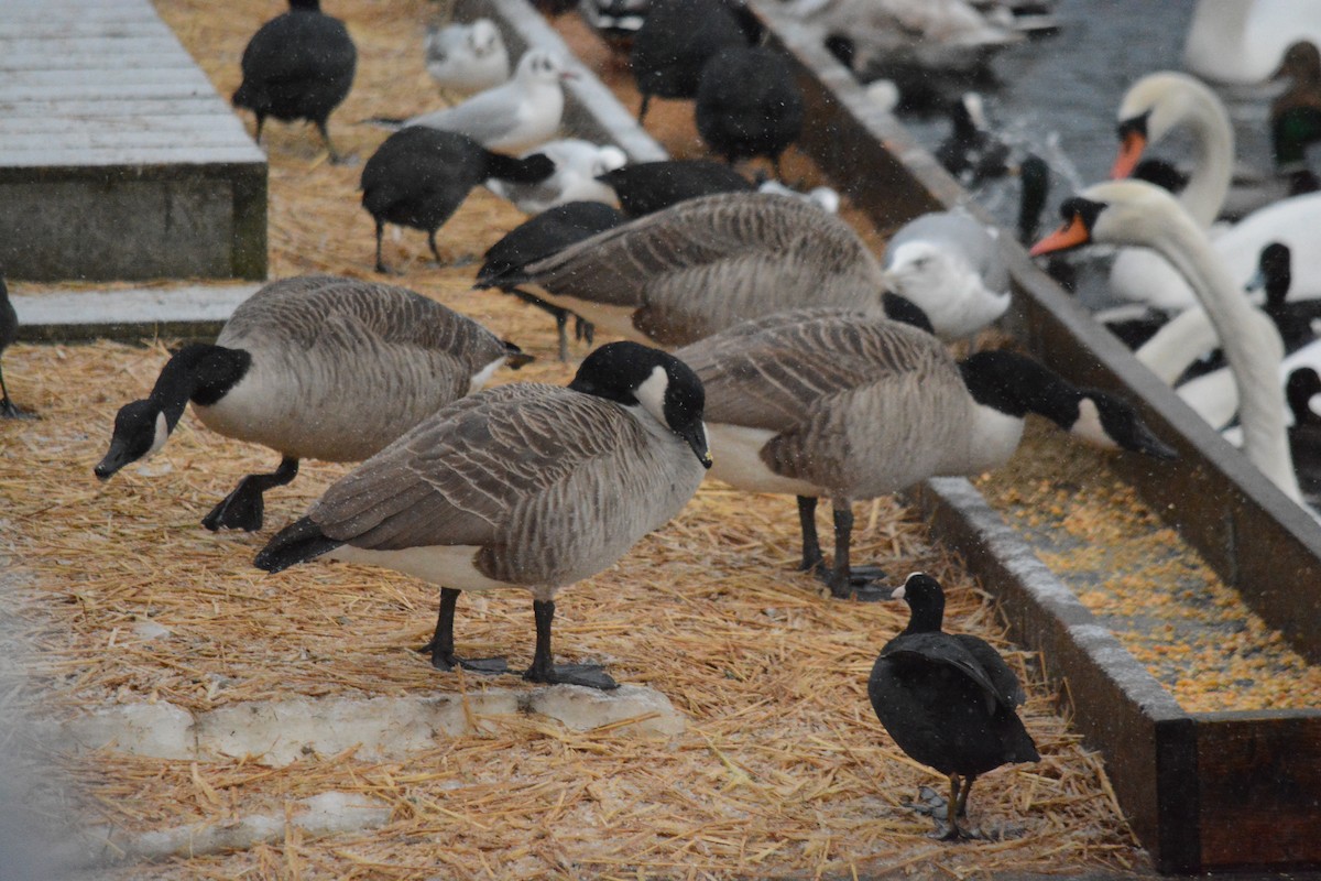 Kanada Kazı - ML649329417