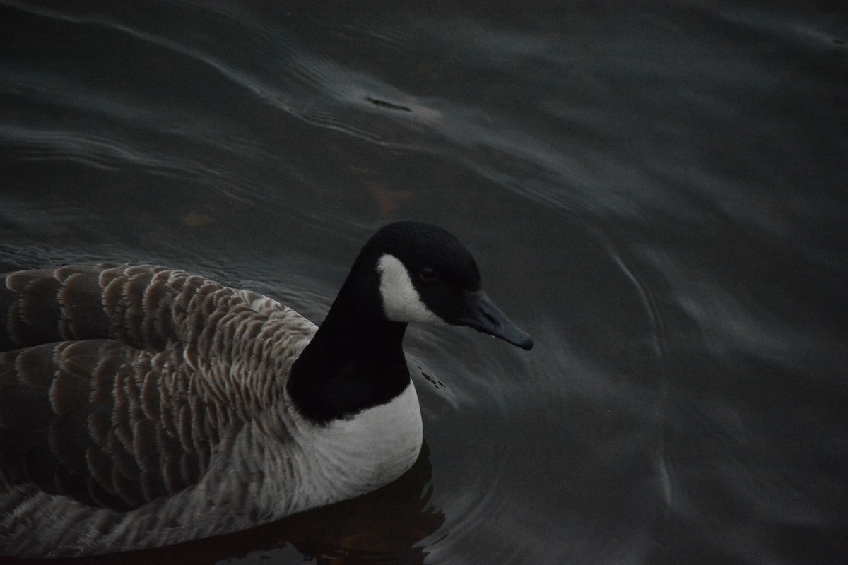 Kanada Kazı - ML649329480