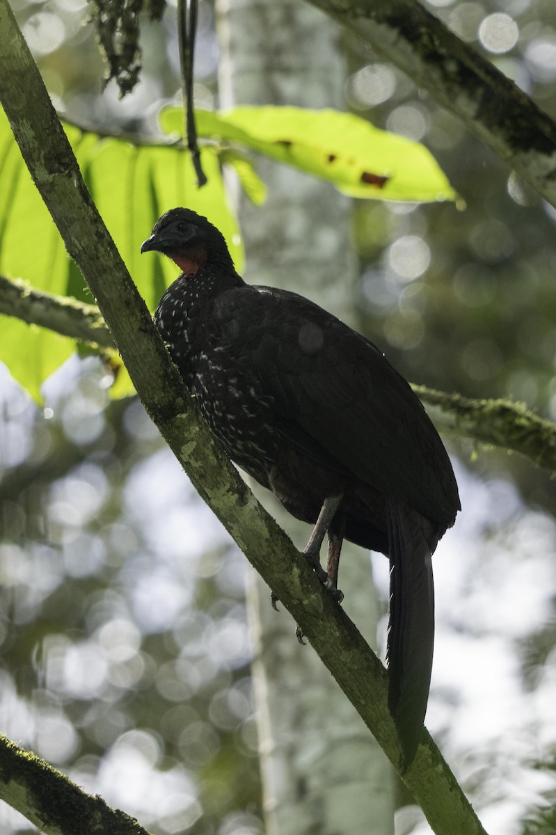 Пенелопа чубата - ML649329571