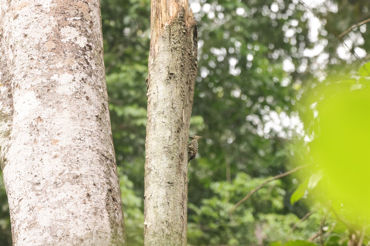 Buff-rumped Woodpecker - ML649329644
